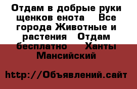 Отдам в добрые руки щенков енота. - Все города Животные и растения » Отдам бесплатно   . Ханты-Мансийский